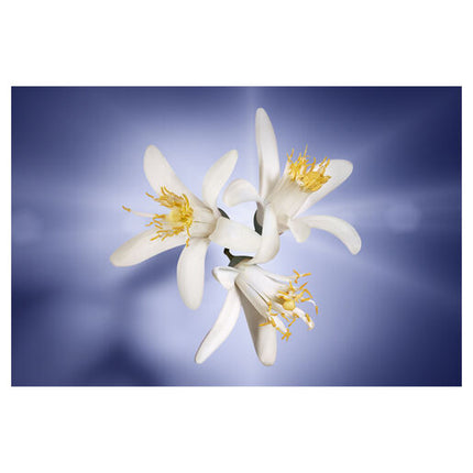 Lancôme La Vie Est Belle L'Eclat Eau de Parfum 50ml